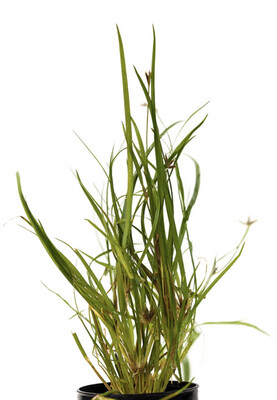 Juncus Repens