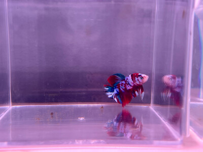 Betta macho selección 