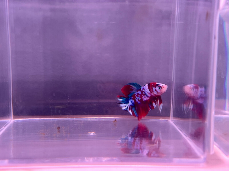 Betta macho selección 