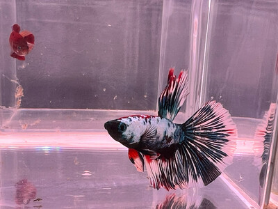 Betta macho selección 