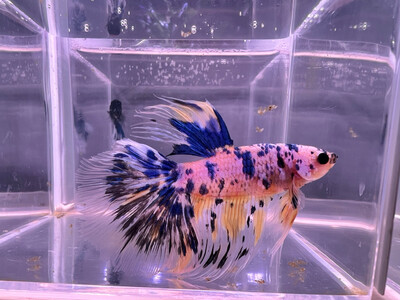 Betta macho selecto