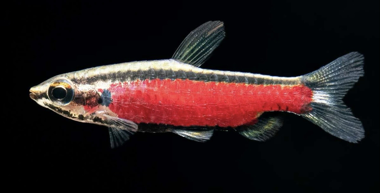 Nannostomus sp. 'Cenepa'