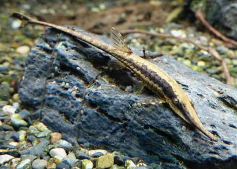 Farlowella acus +10cm