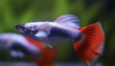 Guppy Santa Claus