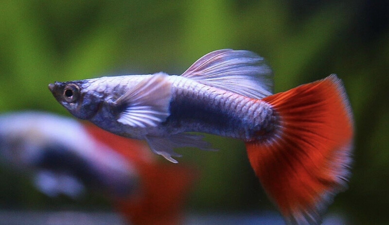 Guppy Santa Claus
