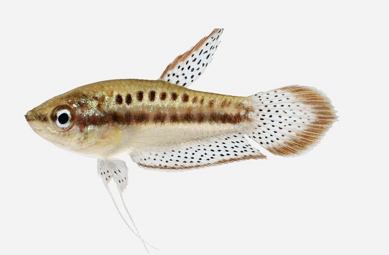 Trichopsis pumila (gurami pigmeo)