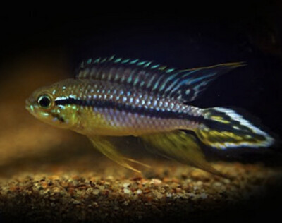 Apistogramma agassizii Black Line Río Negro PAREJA