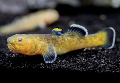 Chlamidogobius eremius
