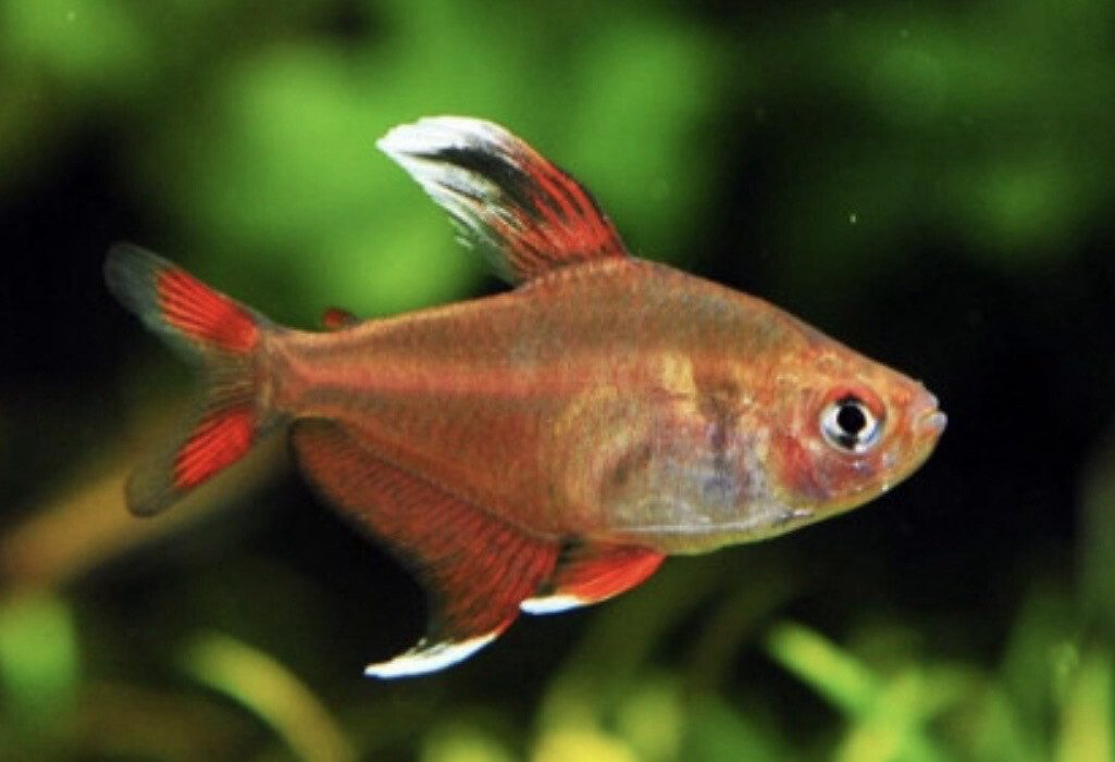 HYPHESSOBRYCON BENTOSI - TETRA BENTOSI
