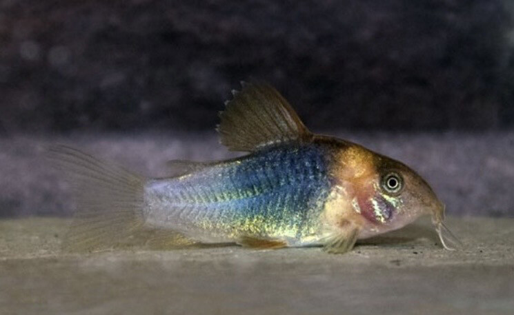 CORYDORA EQUES XL