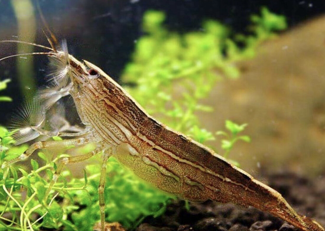 Gamba Bamboo | Atyopsis moluccensis