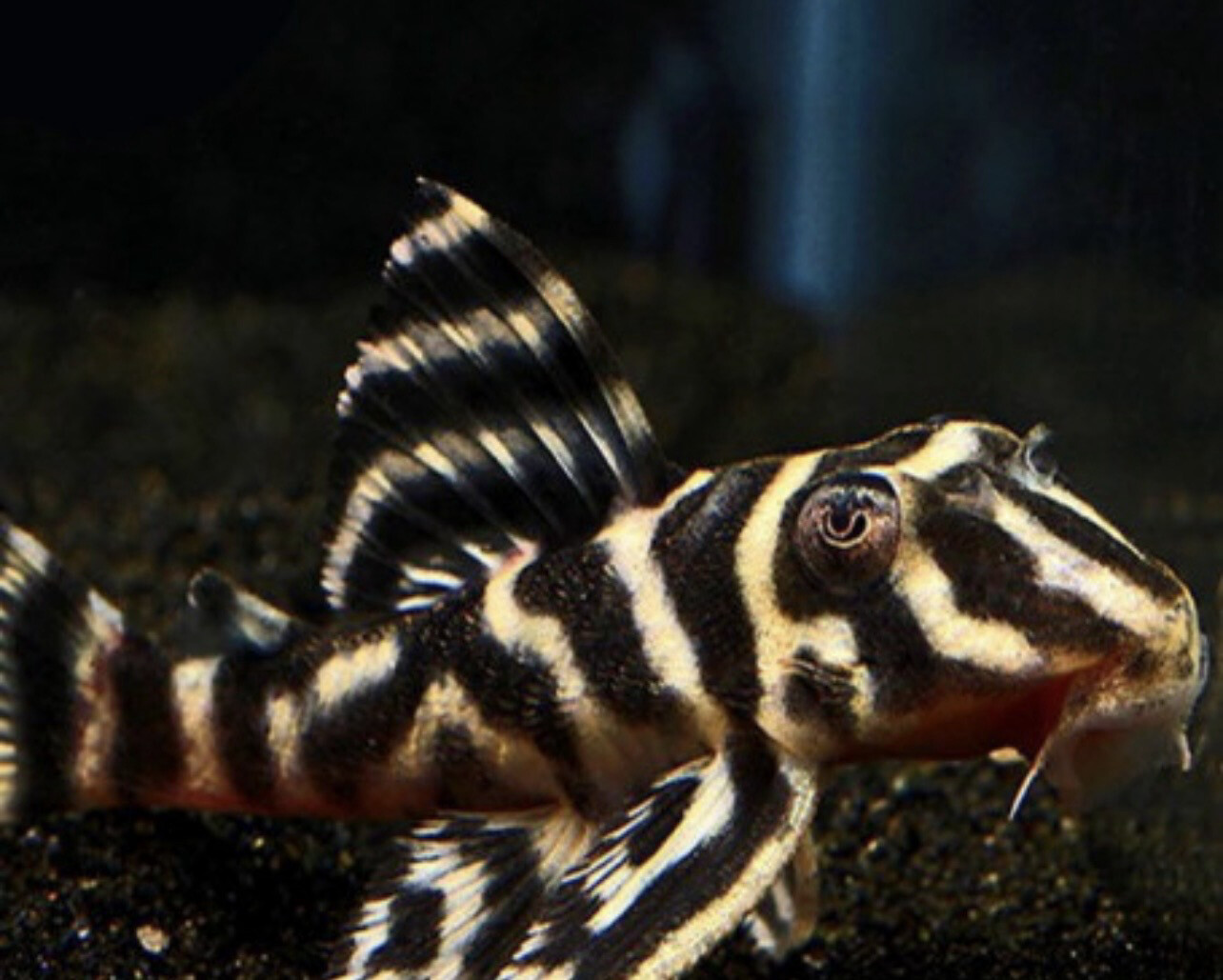 L199 HYPANCISTRUS FURUNCULUS