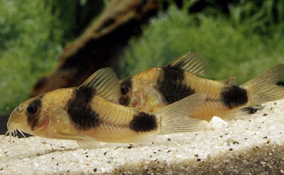 Corydoras weitzmani