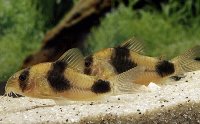 Corydoras weitzmani