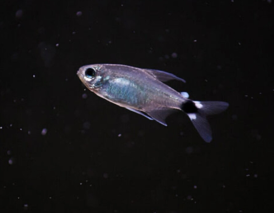 Hyphessobrycon elachys