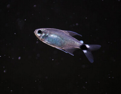 Hyphessobrycon elachys