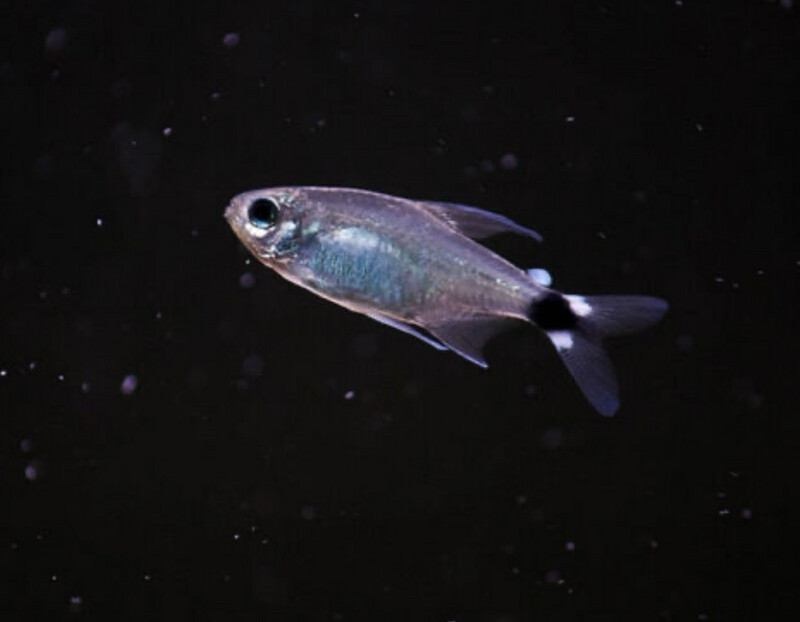 Hyphessobrycon elachys