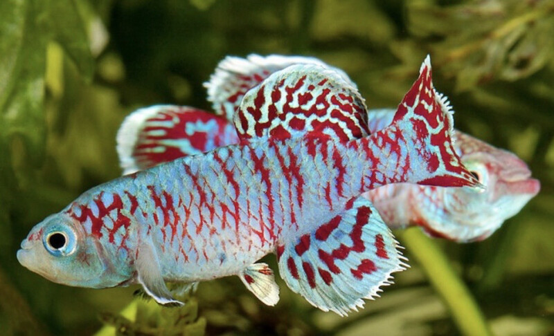 Nothobranchius eggersi
