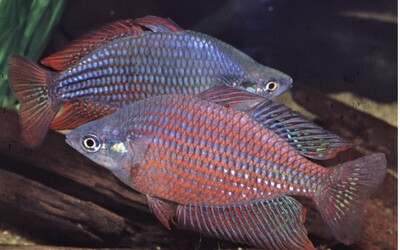 MELANOTAENIA SPLENDIDA RUBROSTRIATA
