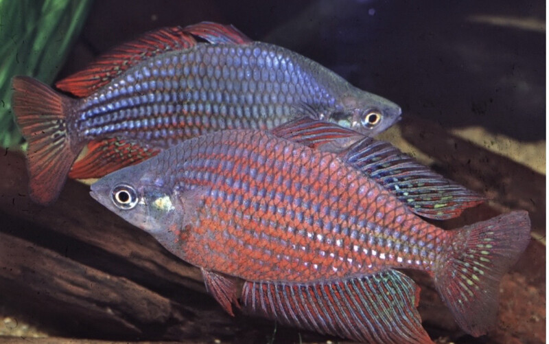 MELANOTAENIA SPLENDIDA RUBROSTRIATA