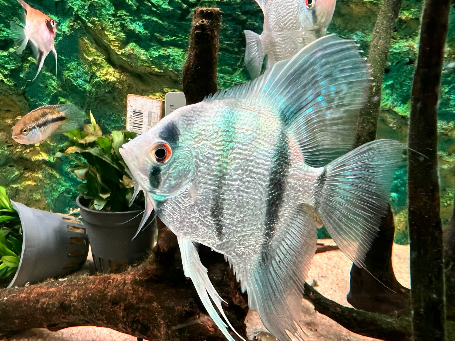 Escalar Diamond Blue Avatar 3-4cm