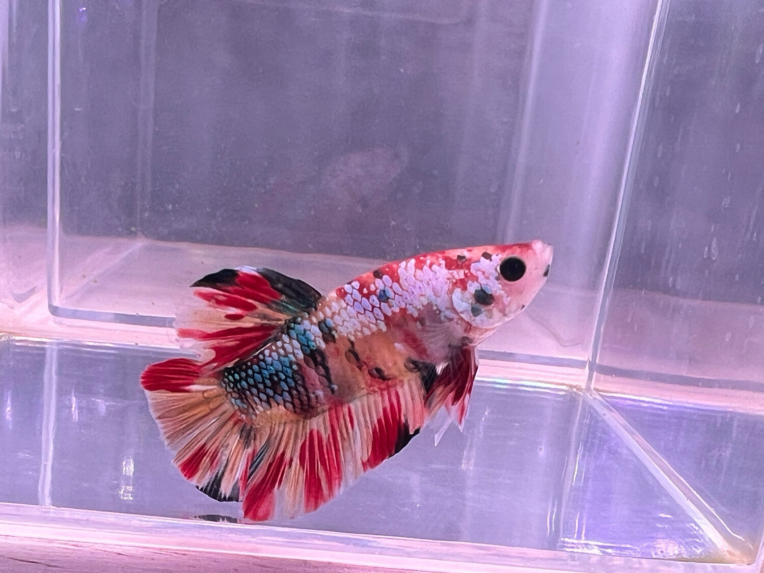 Betta macho phkm 