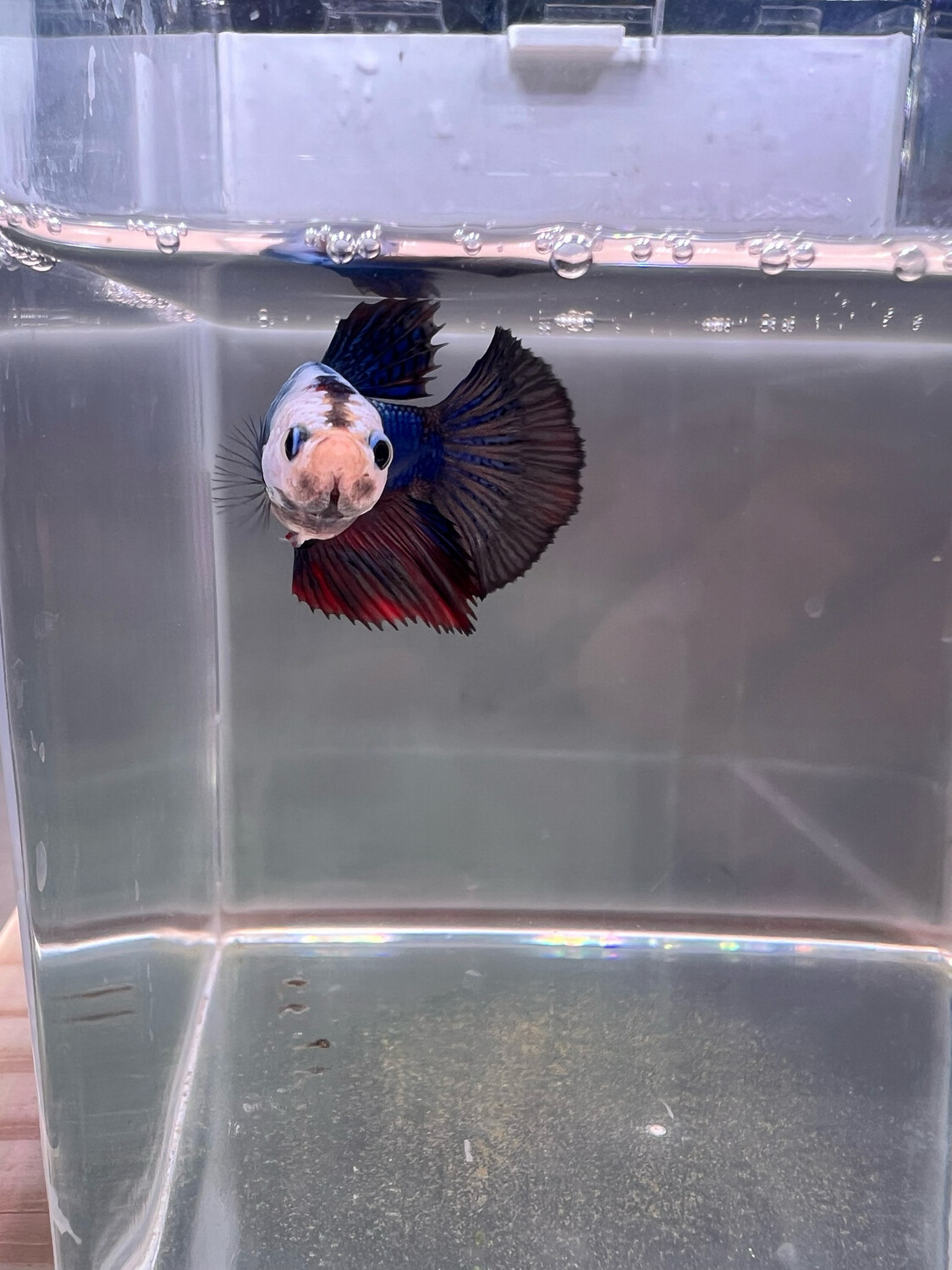 Betta pkhm Macho