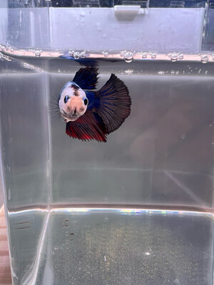 Betta pkhm Macho