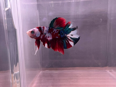 Betta pkhm macho