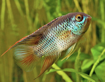 Nannacara anomala – Cíclido enano dorado