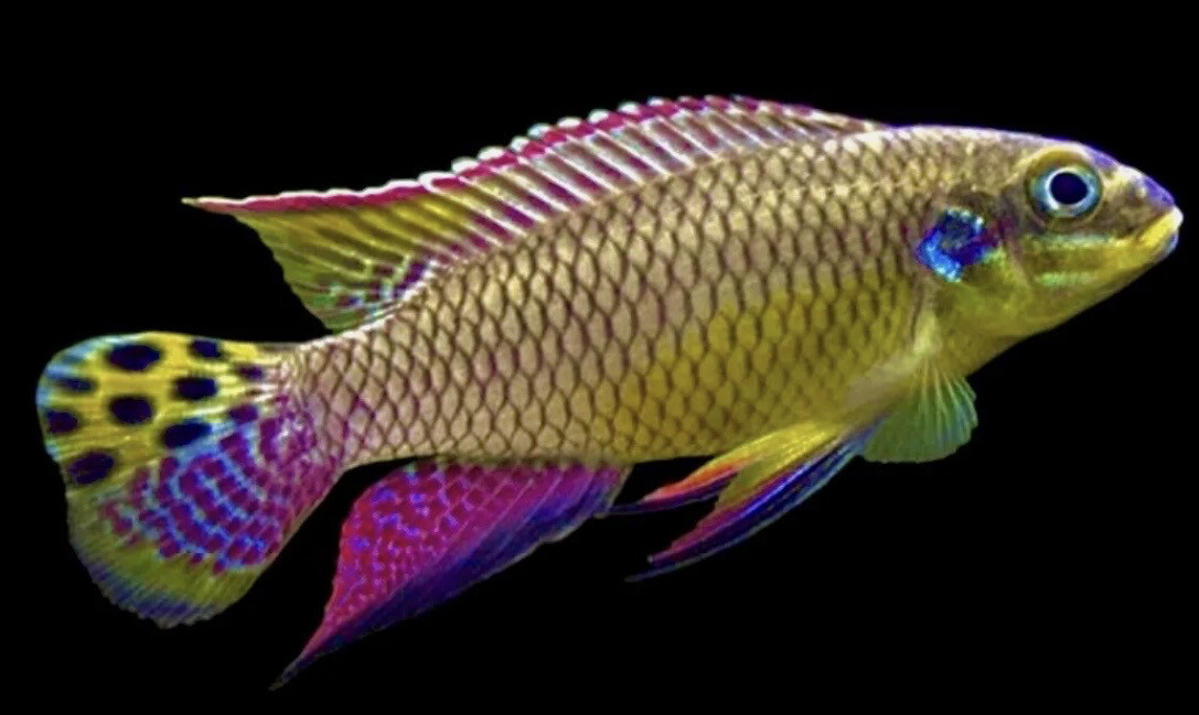 Pelvicachromis Taeniatus «Dehane» 