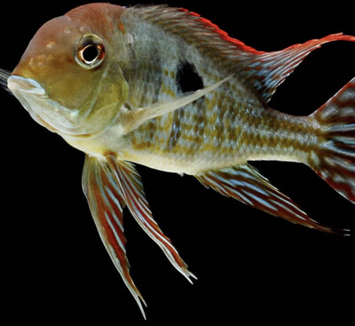 Geophagus