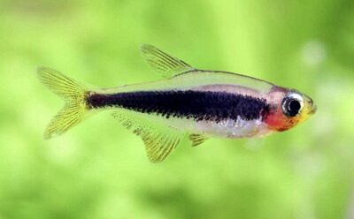 Tucanoichtys tucano 