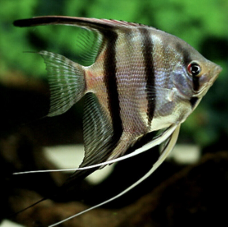 Escalar Amazonas 10-12cm