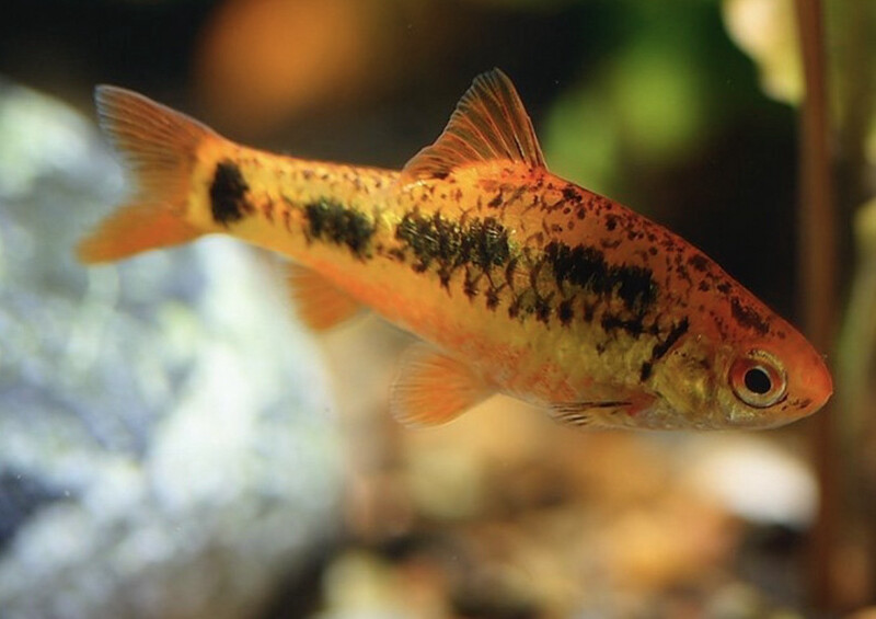 BARBO ORO (PUNTIUS SACHSII)