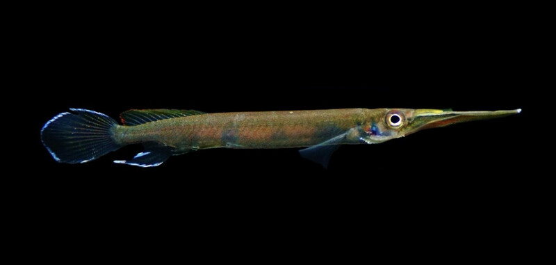 Hemirhamphodon pogonognathus