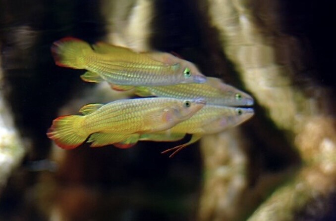 Aplocheilus Lineatus