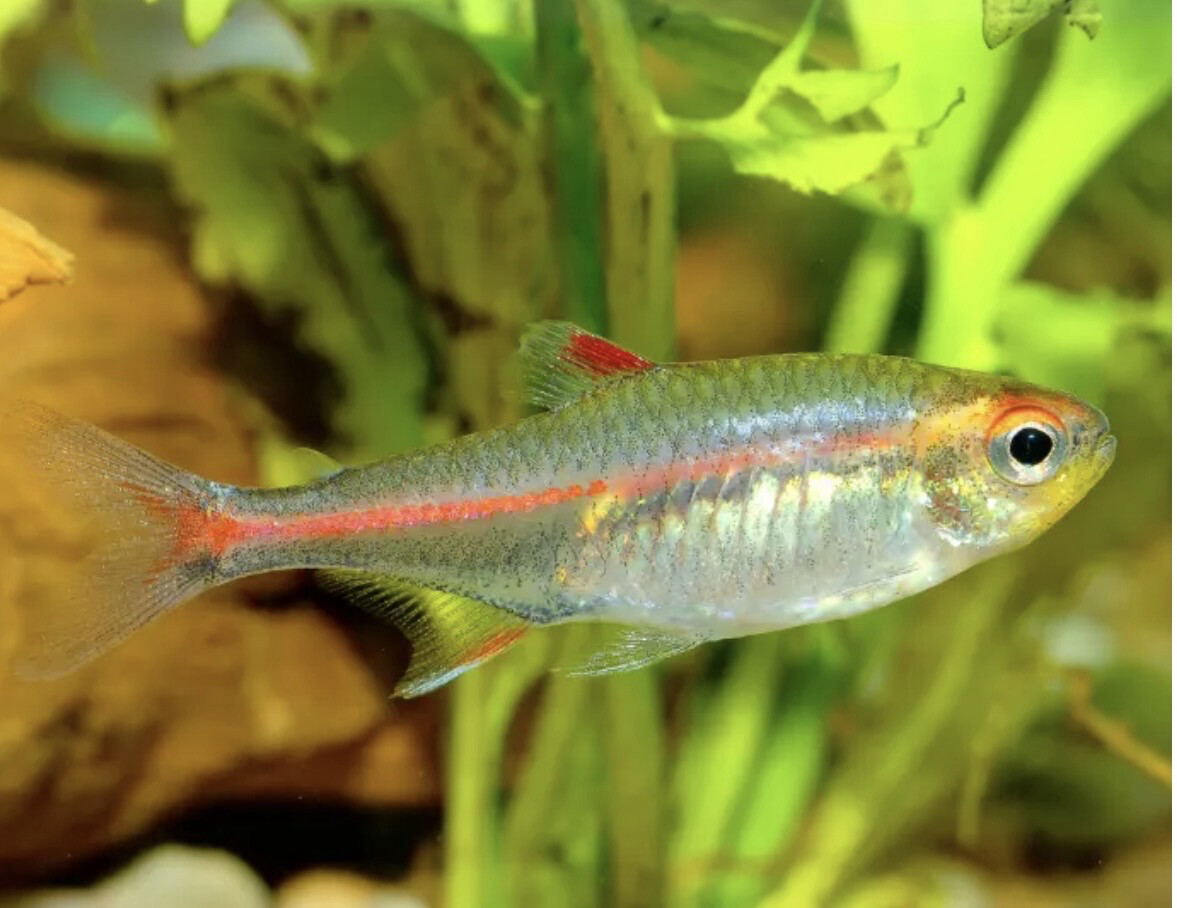Hemigrammus erythrozonus – Tetra luminoso / neón cobre Lote 10unids