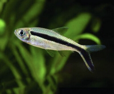 TETRA PINGÜINO 3-3,5CM - THAYERIA BOEHLKEI