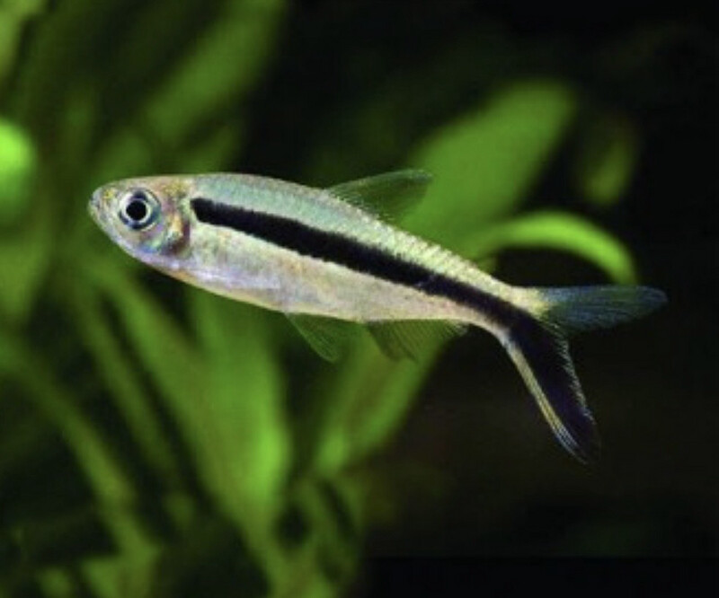 TETRA PINGÜINO 3-3,5CM - THAYERIA BOEHLKEI