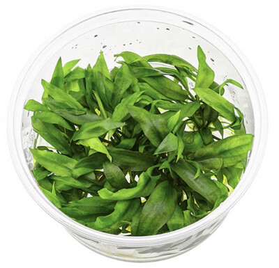 Cryptocoryne pygmaea In vitro