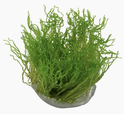 Taxiphyllum sp. Flame moss in vitro