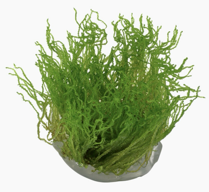 Taxiphyllum sp. Flame moss in vitro