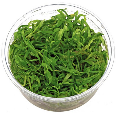 Heteranthera Zosterifolia in vitro
