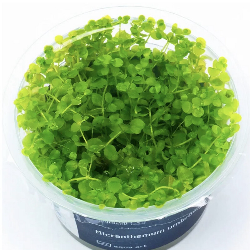 Micranthemum umbrosum in vitro