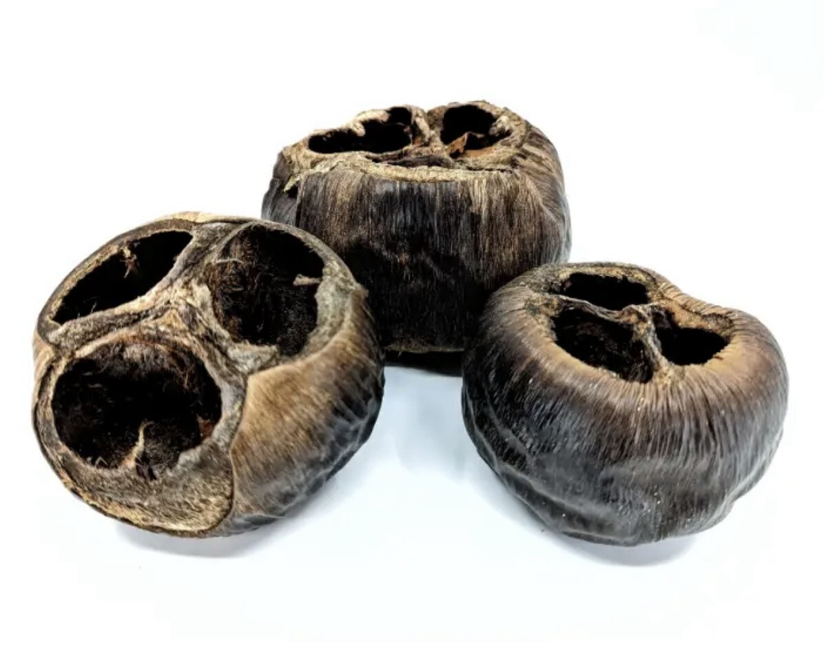 Cascara de talami 1unid