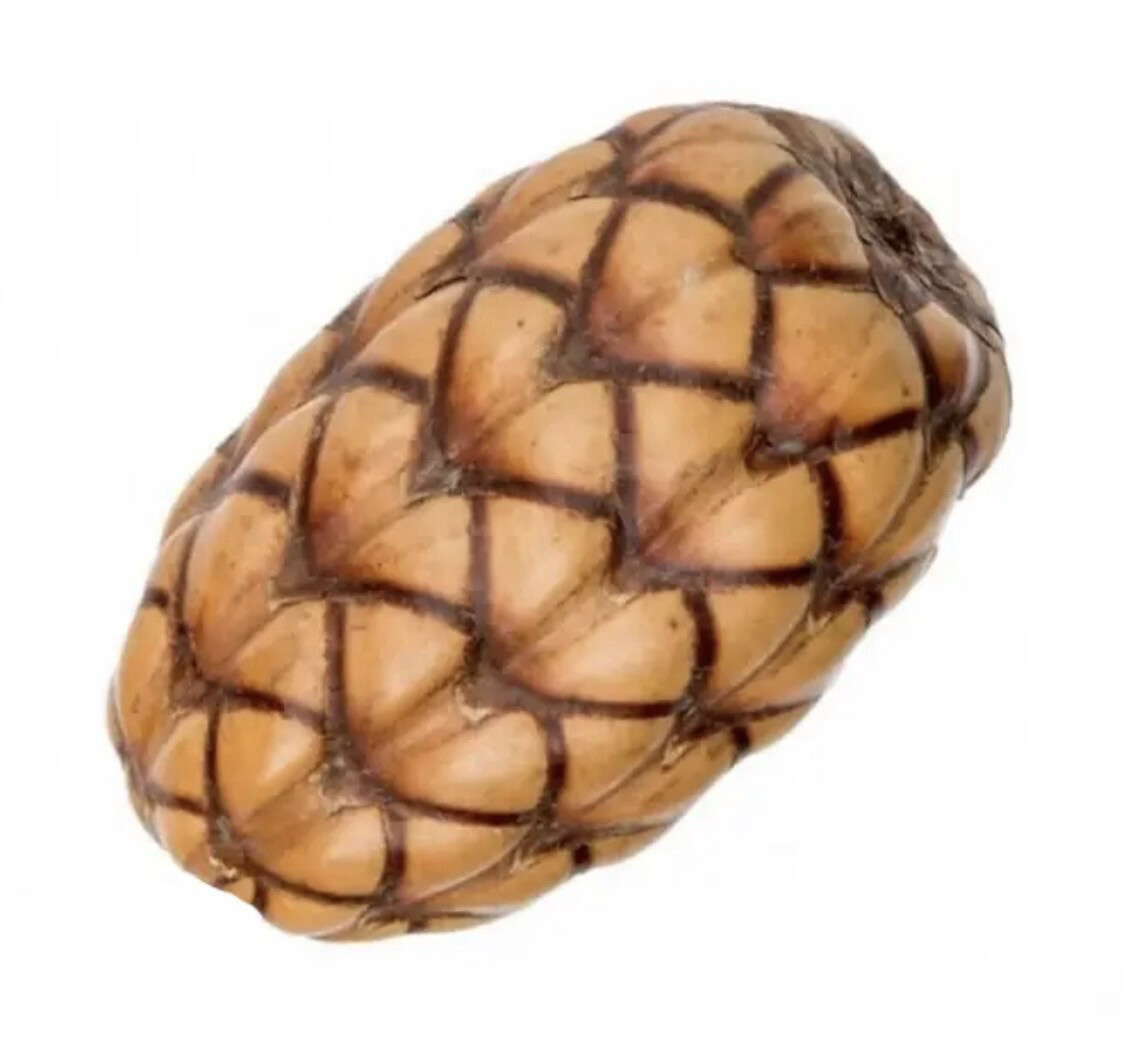 Coco Orinocensis - pack de 2 unidades ( Brazilia Pod )