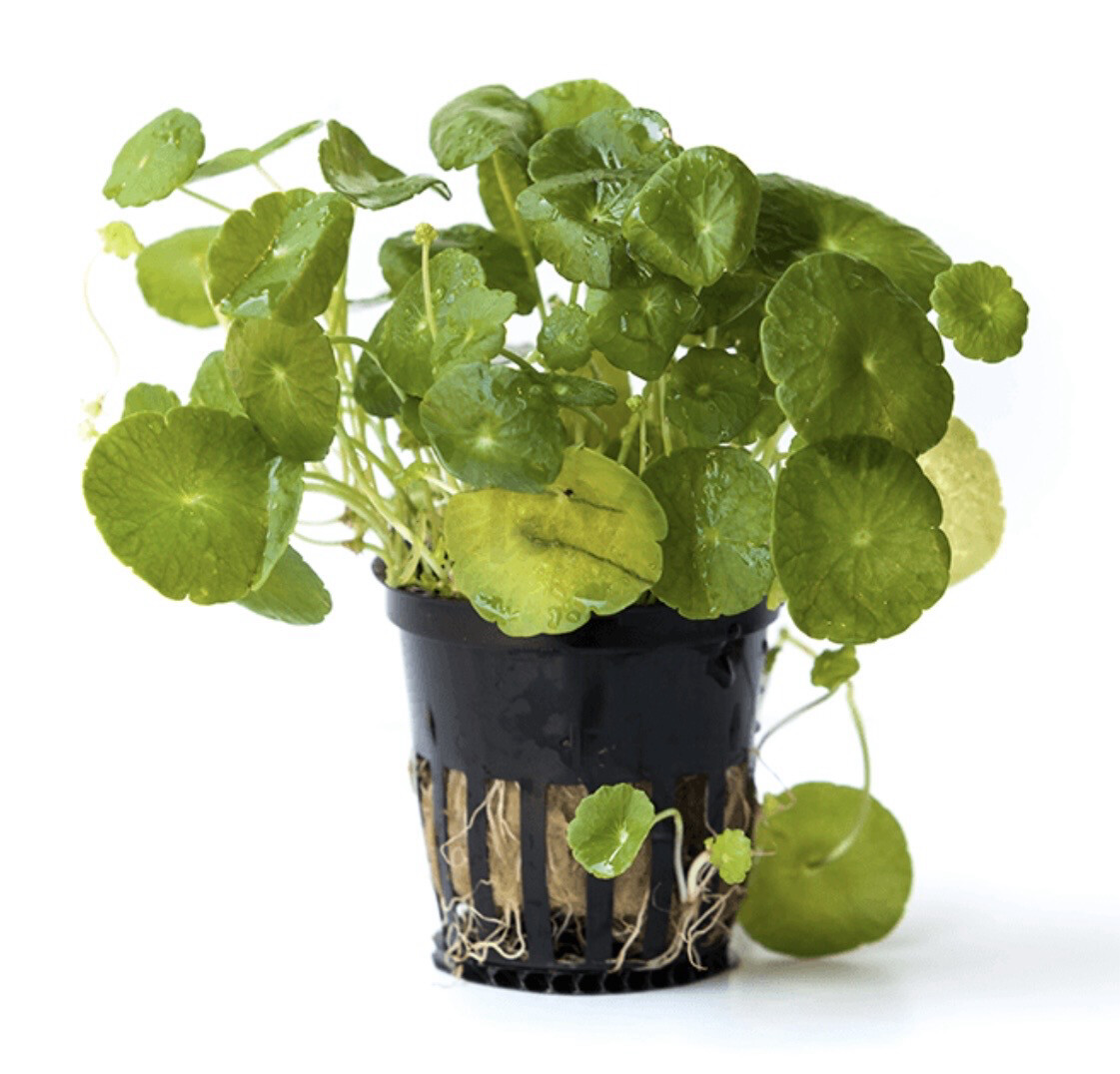 Hydrocotyle verticillata Maceta