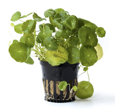 Hydrocotyle verticillata Maceta