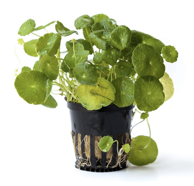 Hydrocotyle verticillata Maceta
